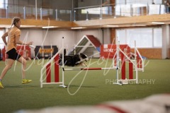 25046603